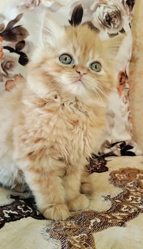 Chat persan