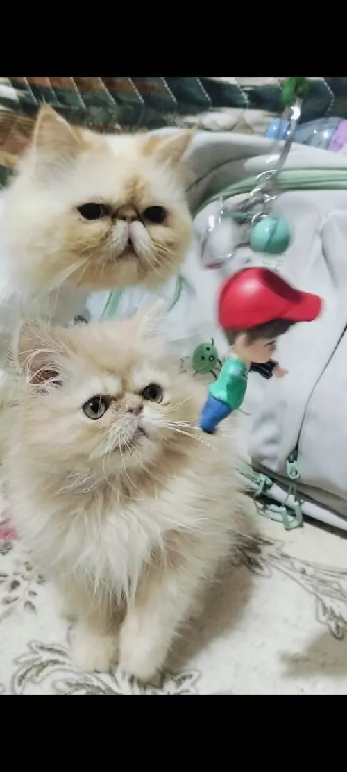 Chat persan 