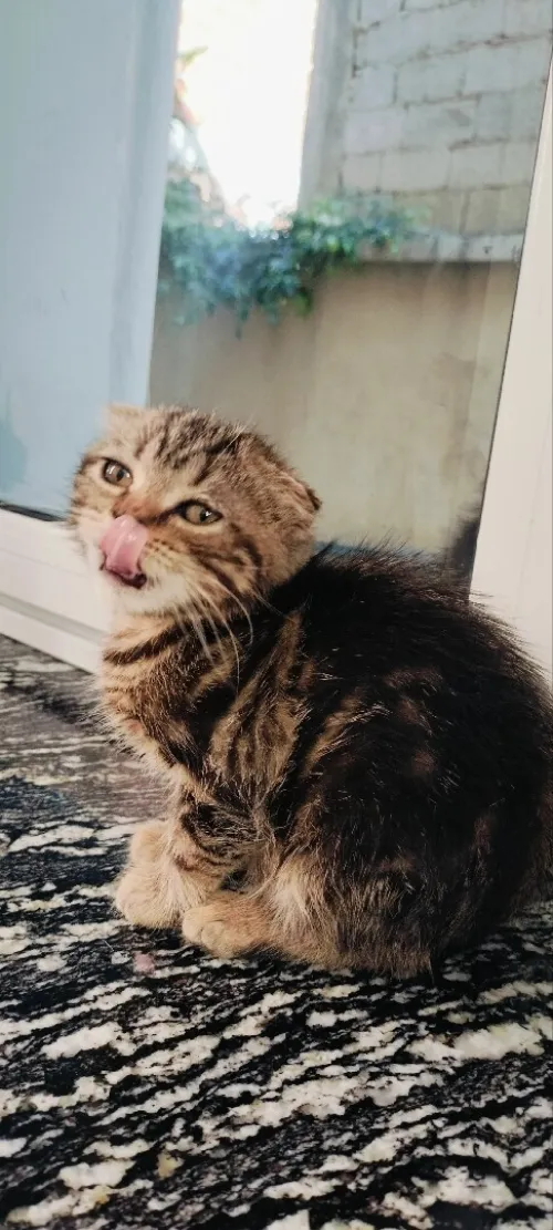 Chat Scottish fold