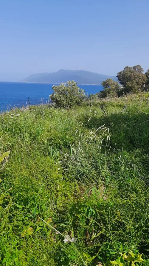 Vente Terrain Annaba Chetaibi