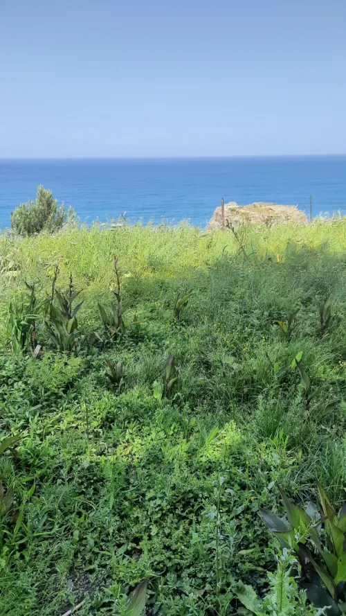 Vente Terrain Annaba Chetaibi
