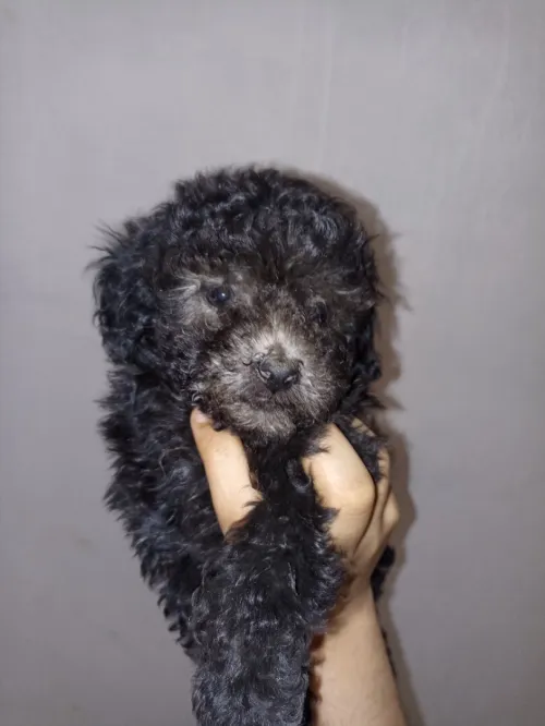 Caniche 