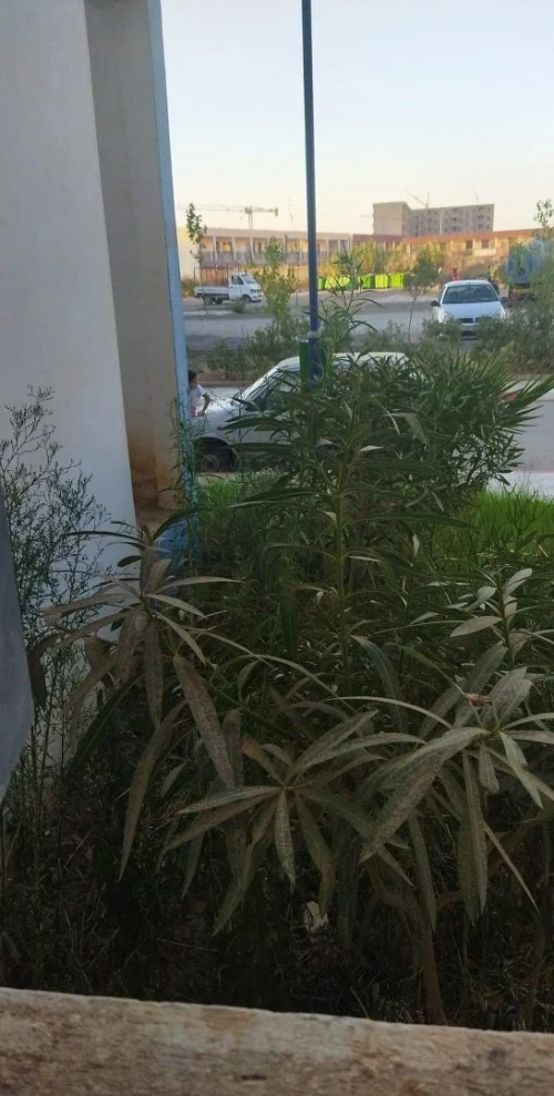 Vente Appartement F3 Boumerdes Ouled hedadj