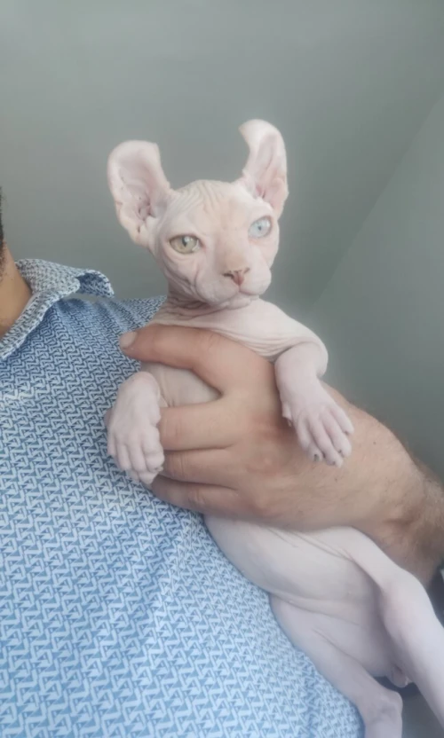 Chat sphynx pure race