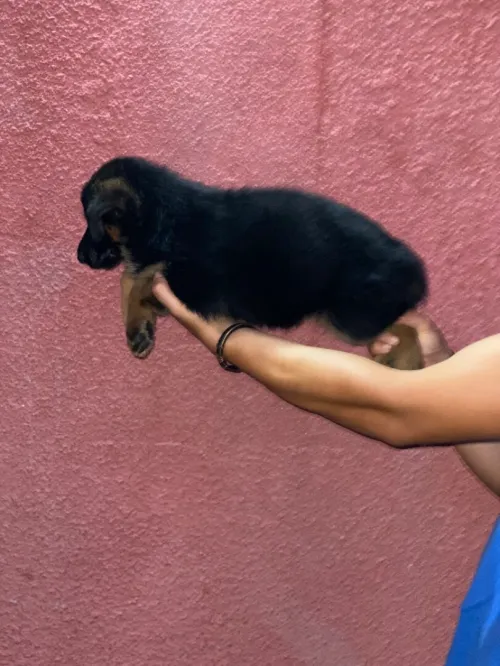 Chiot berger allemand pedigree 