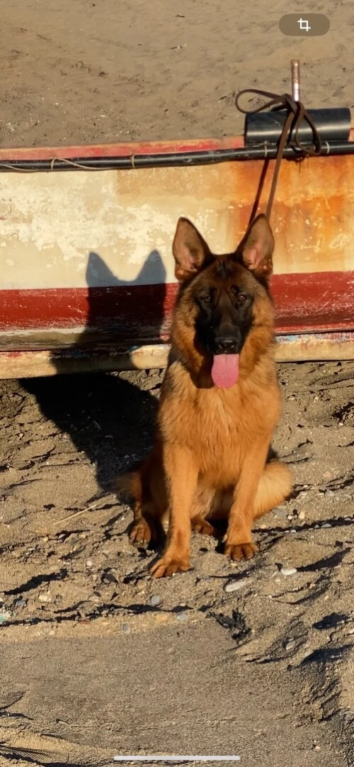 Berger allemand