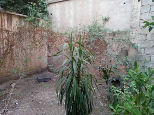 Vente Villa Alger Les eucalyptus