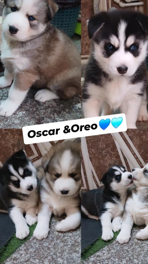 Des chiots Husky