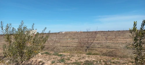 Vente Terrain Djelfa Ain oussara