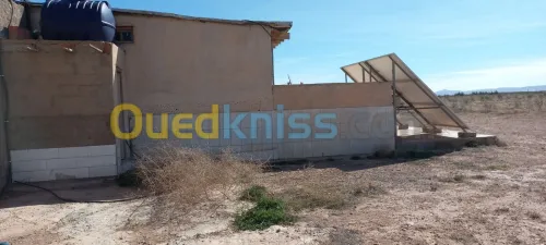 Vente Terrain Djelfa Ain oussara