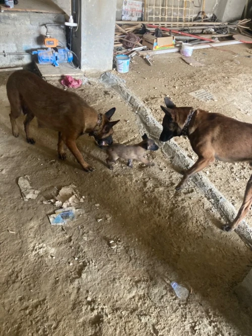 Femelle malinois 