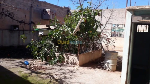 Vente Terrain Tlemcen Maghnia