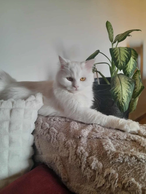 CHAT PERSAN ANGORA FEMELLE