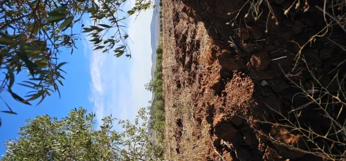 Vente Terrain Agricole Aïn Témouchent Hammam bouhadjar