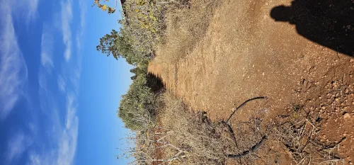 Vente Terrain Agricole Aïn Témouchent Hammam bouhadjar