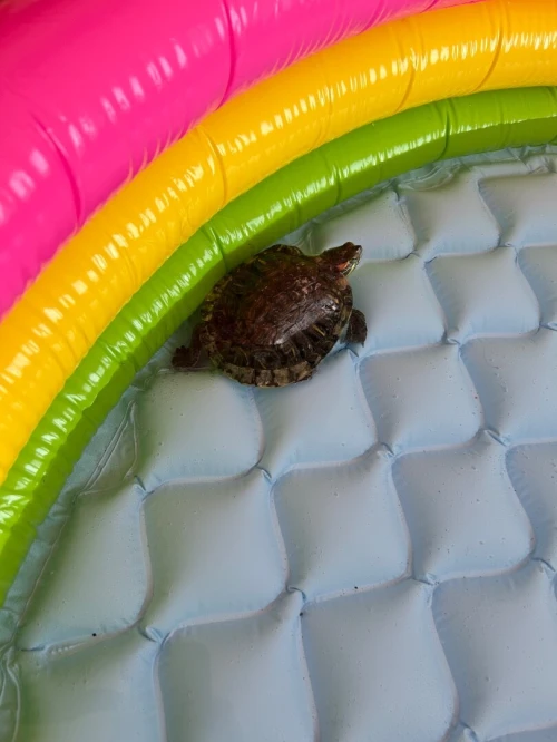 Tortue