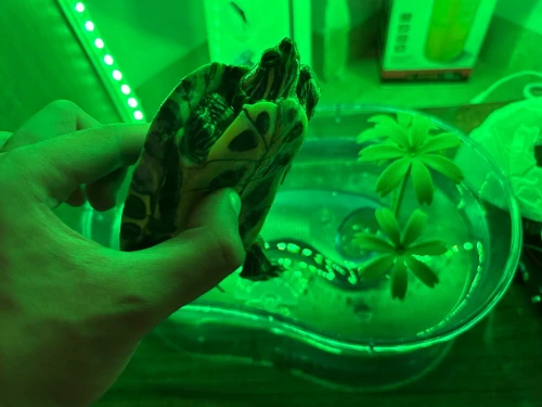 Tortue
