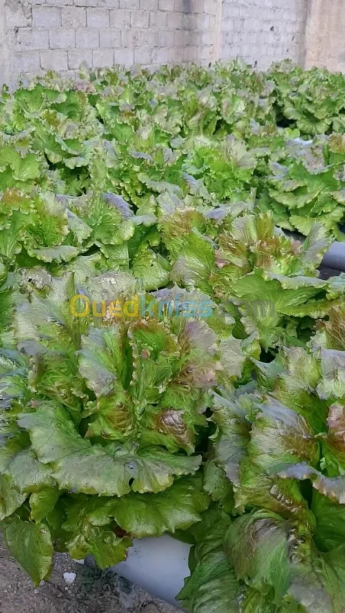 Matériels hydroponiques & solutions nutritives