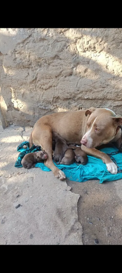 Pitbull red nose 30 jours