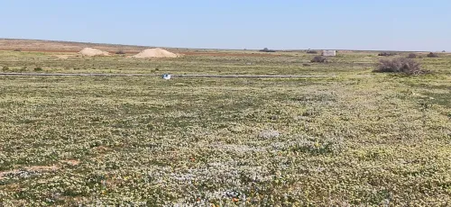 Vente Terrain Agricole Djelfa Birine