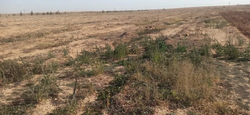 Vente Terrain Agricole Djelfa Ain oussara