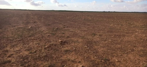 Vente Terrain Agricole Djelfa Ain oussara