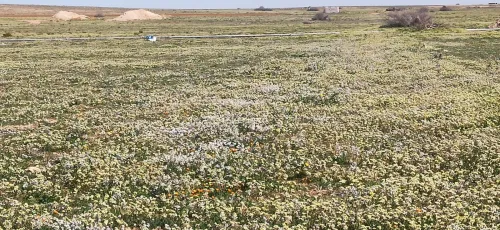 Vente Terrain Agricole Djelfa Birine