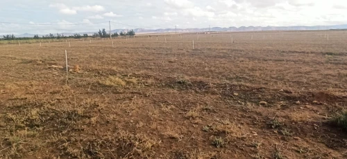 Vente Terrain Agricole Djelfa Ain oussara