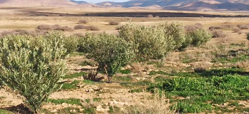 Vente Terrain Agricole Djelfa Had sahary