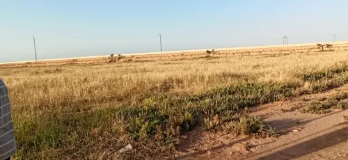 Vente Terrain Agricole Djelfa Ain oussara