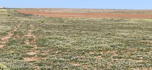 Vente Terrain Agricole Djelfa Birine