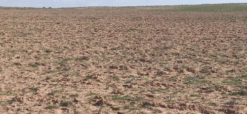 Vente Terrain Agricole Djelfa Ain oussara
