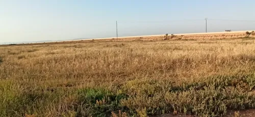 Vente Terrain Agricole Djelfa Ain oussara