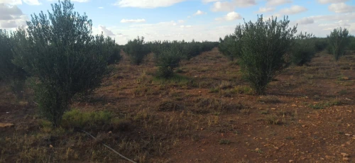 Vente Terrain Agricole Djelfa Ain oussara