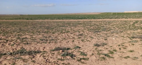 Vente Terrain Agricole Djelfa Ain oussara