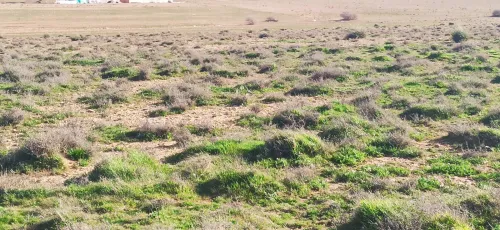 Vente Terrain Agricole Djelfa Had sahary