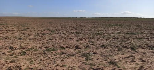 Vente Terrain Agricole Djelfa Ain oussara