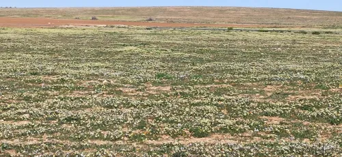 Vente Terrain Agricole Djelfa Birine