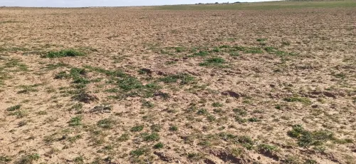 Vente Terrain Agricole Djelfa Ain oussara