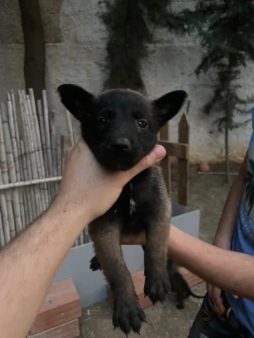 Chiots malinois charbonné pure race