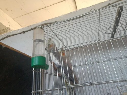 Perruche calopsitte 