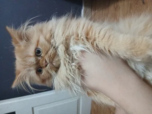 Chats