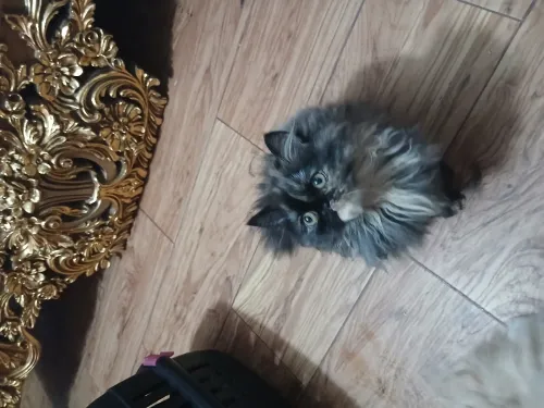 Chats
