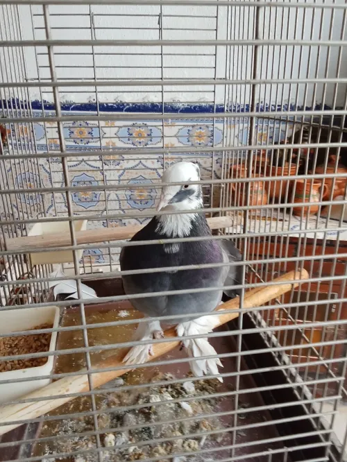 Vendre piègent