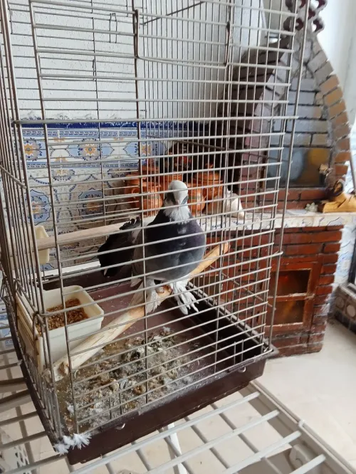 Vendre piègent