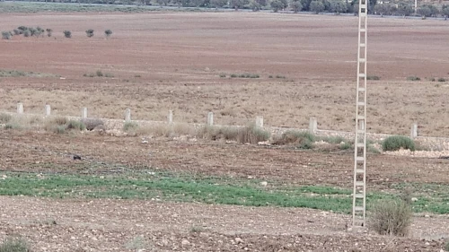Vente Terrain Agricole Oran Boufatis 9