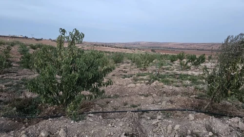 Vente Terrain Agricole Oran Boufatis 19