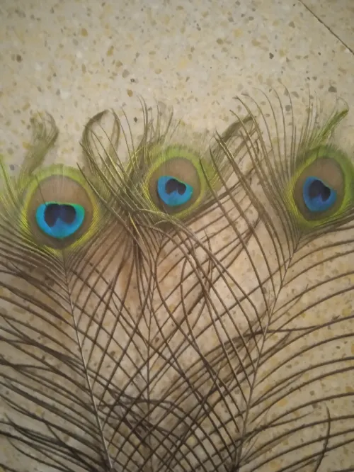 Les plumes de paon