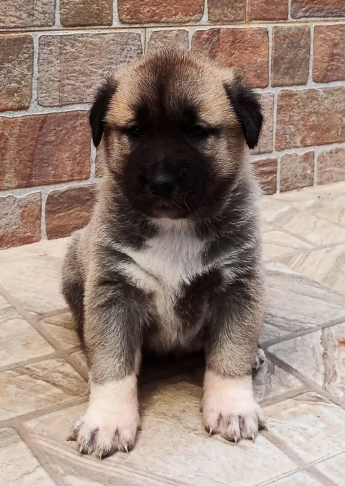 Chiot kangal 30 jours
