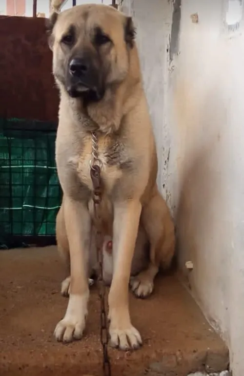 Chiot kangal 30 jours
